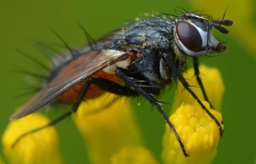 Réf. 307 391 : Eriothrix rufomaculata